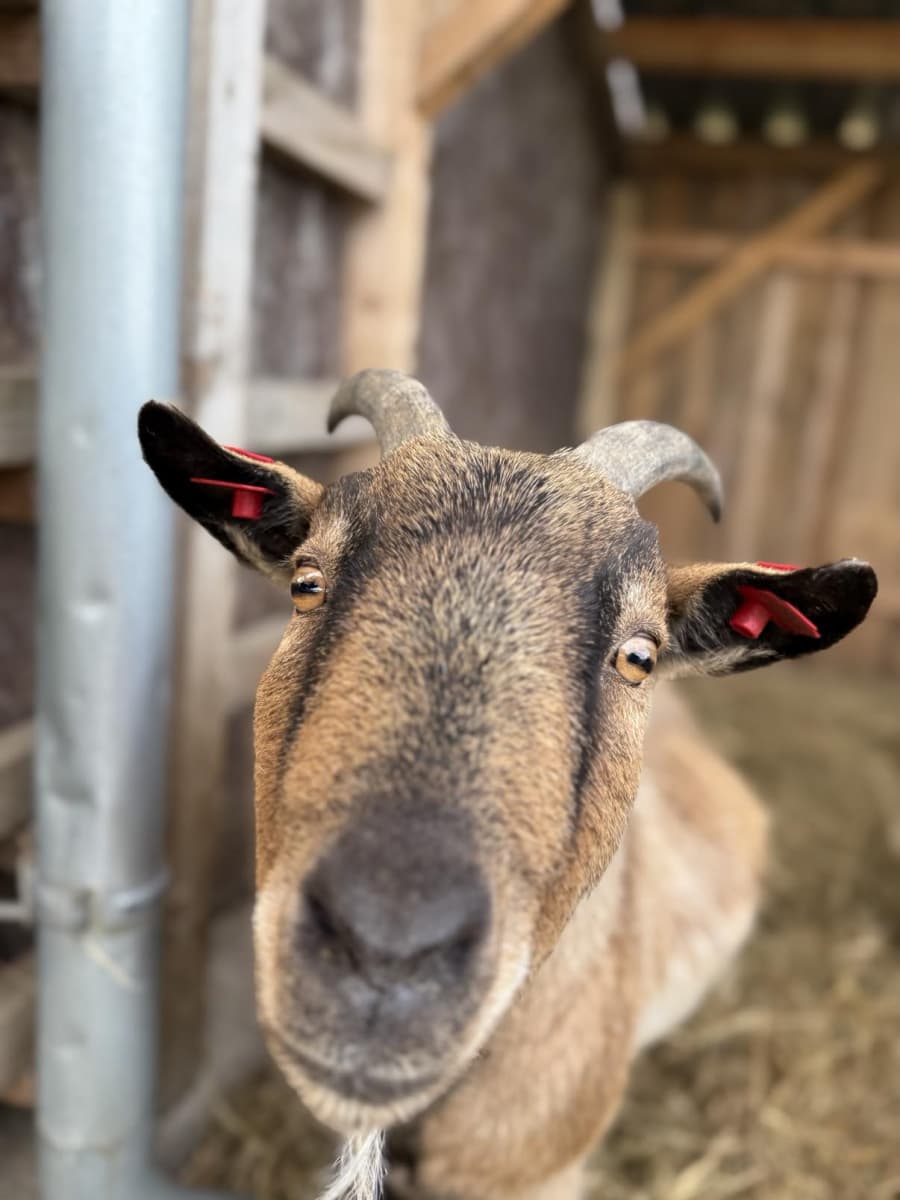 2026-04-10-Neobvyklí domácí mazlíčci.jpg